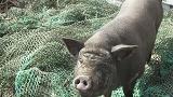 pas de lien vers LE COCHON...