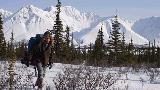 lien vers INTO THE WILD