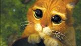 lien vers SHREK 2